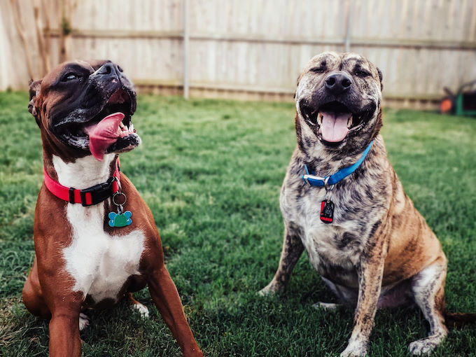 Precious Pets Cremation Services