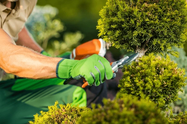 Angel Lawn Service LLC