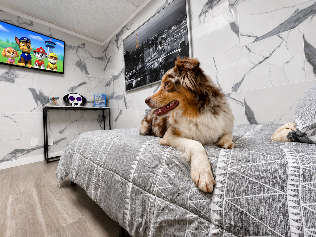D Pet Hotels Hollywood