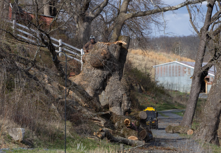 Blue Mountain Arbor LLC