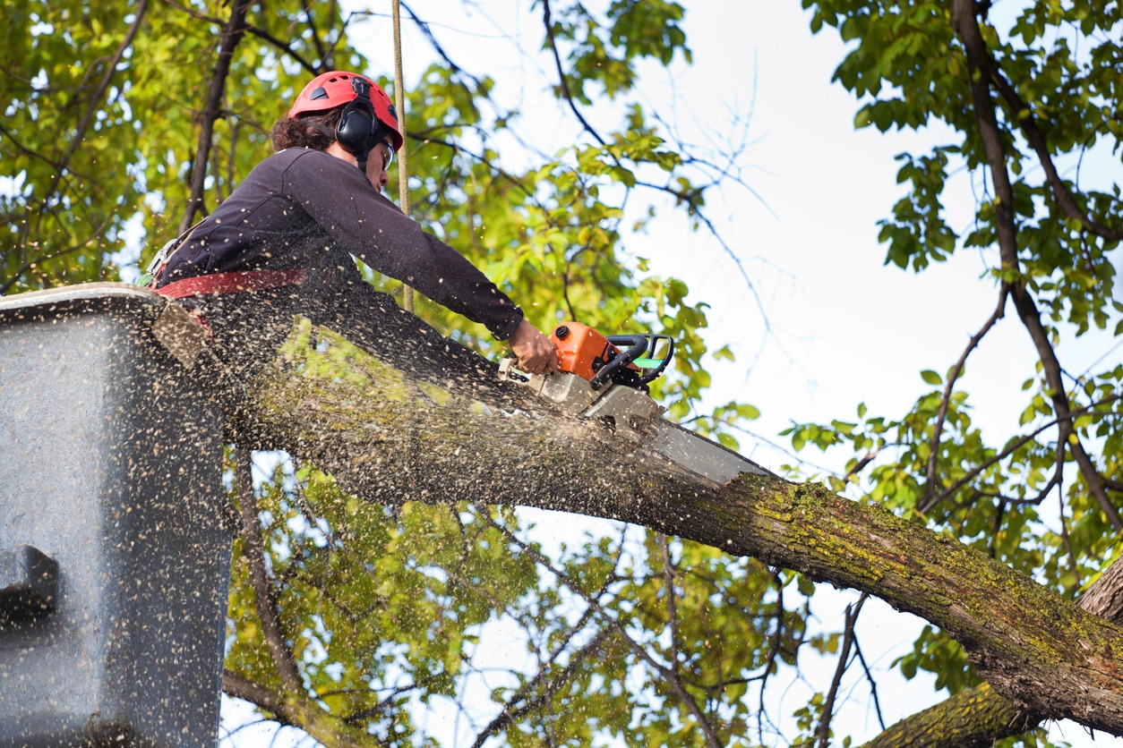 Ideal Tree Service