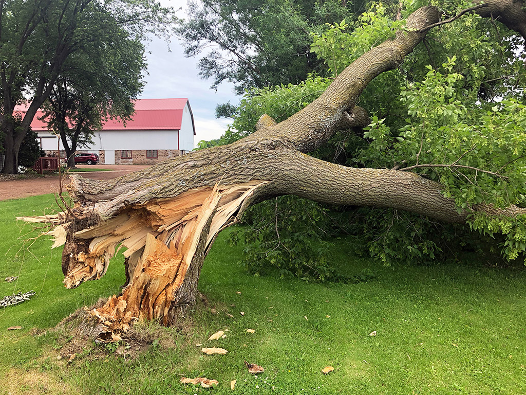 A1 Tree Service