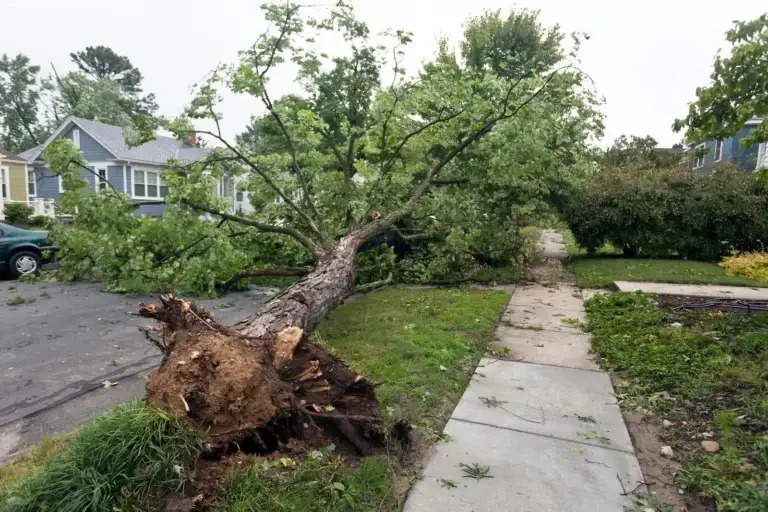 Portland tree service