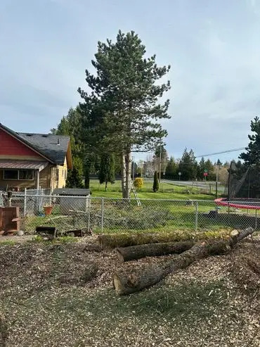 Portland tree service
