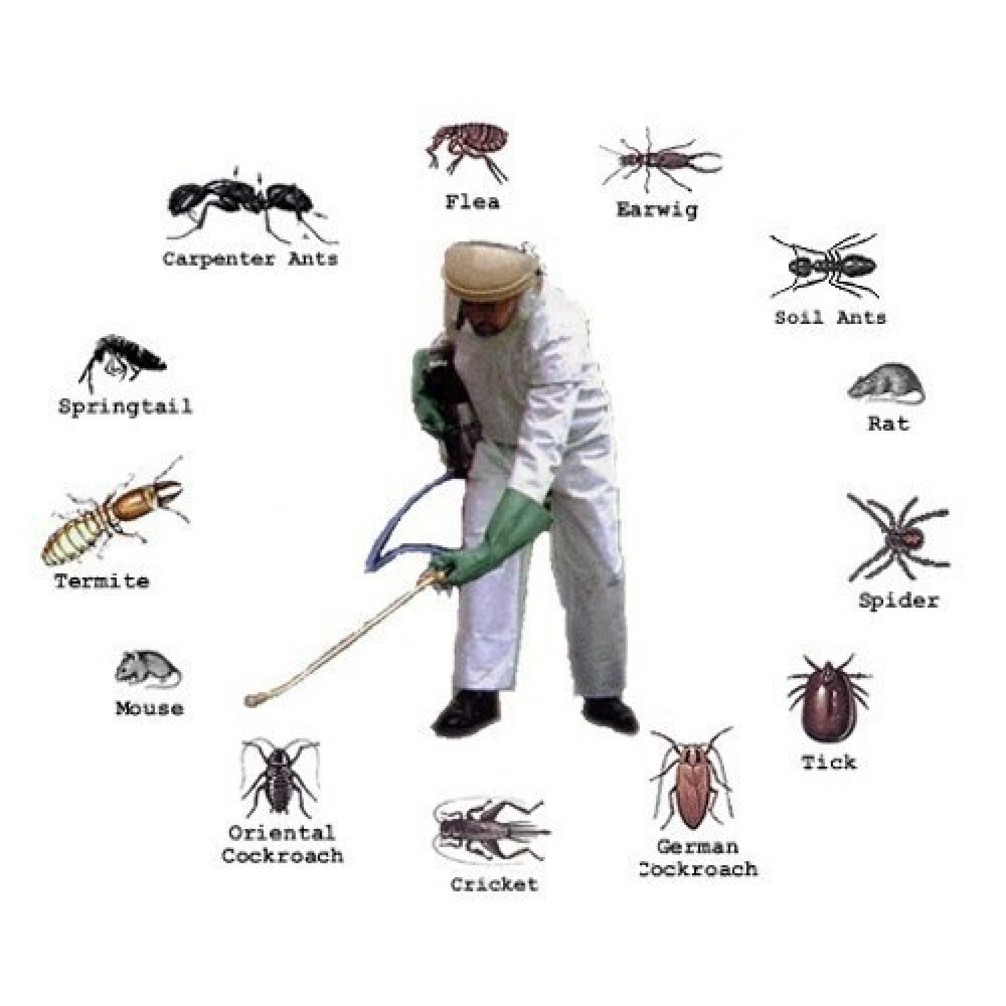 Wonder World Pest Control Dallas