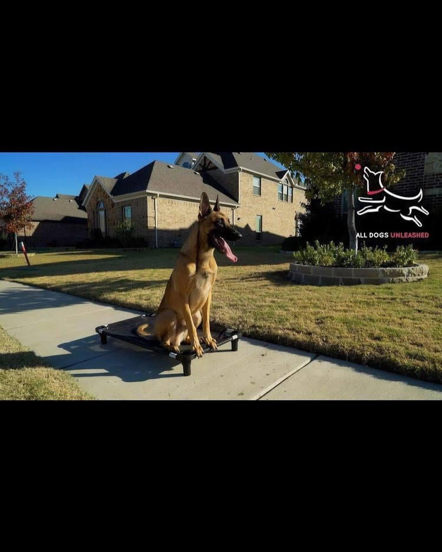 All Dogs Unleashed Dog Training Denver
