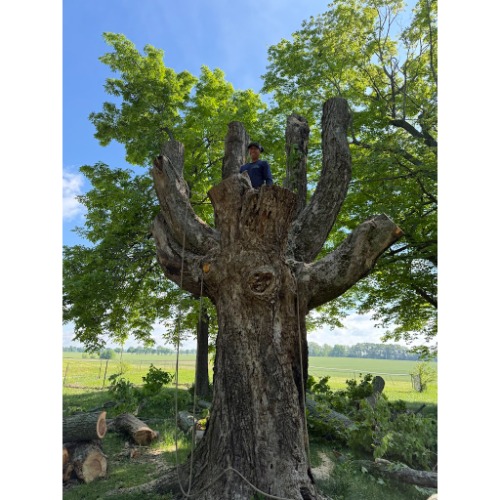 Lopez Tree Services, LTS