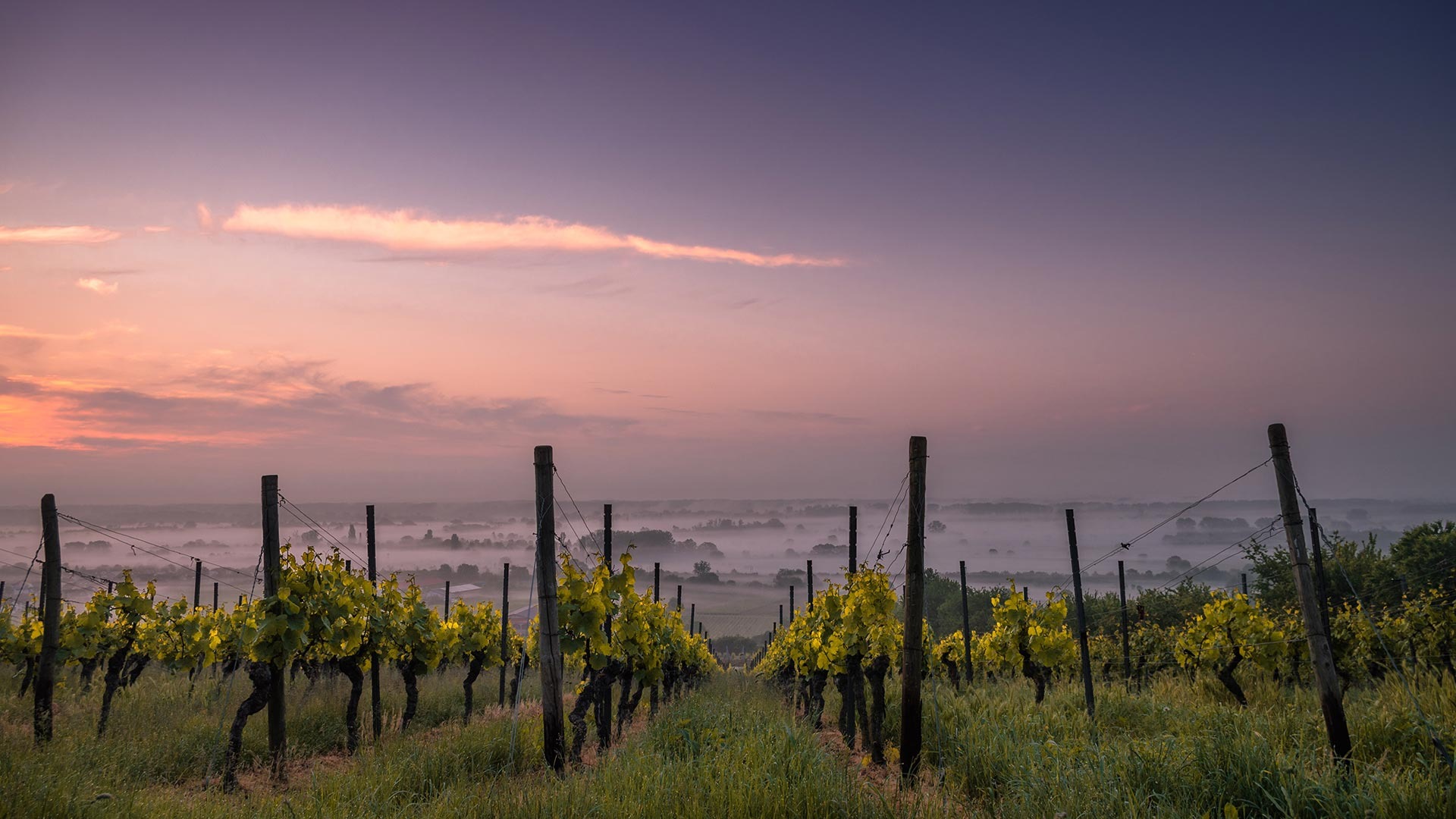 Buckhorn Vineyards. LLC