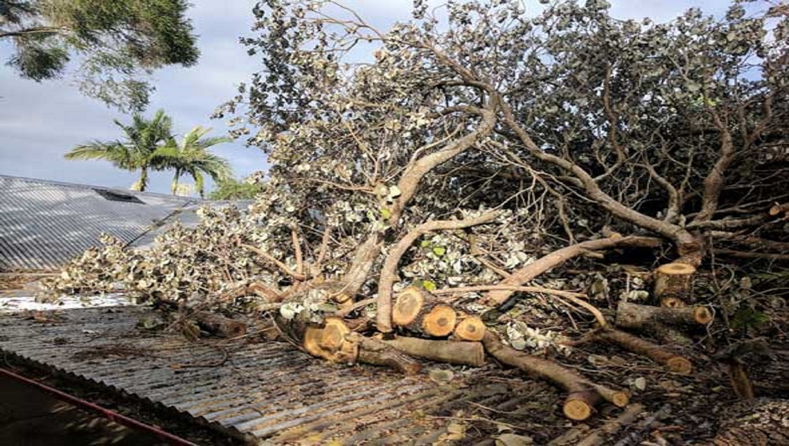 Sunshine Coast Tree Services