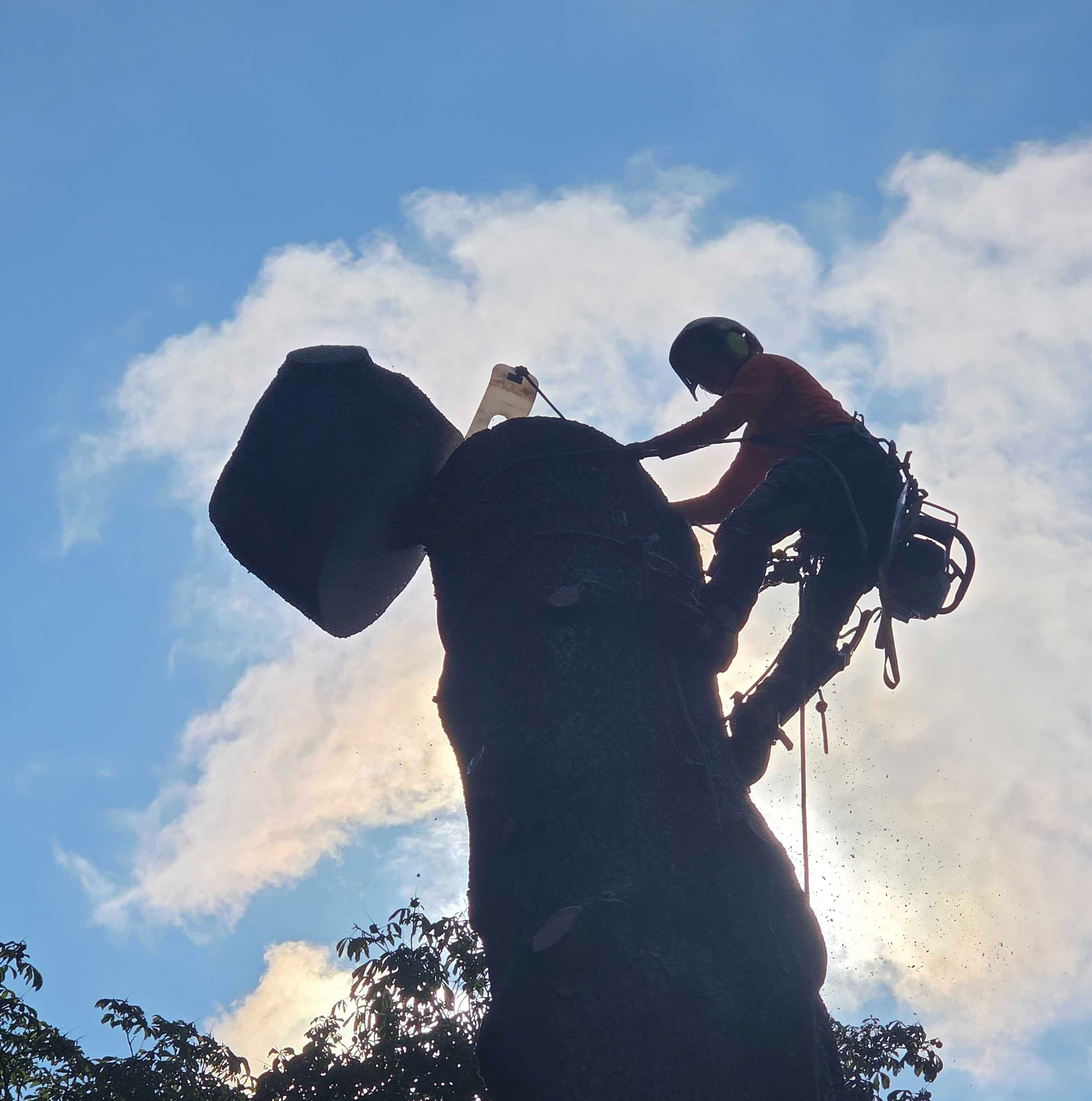 Blooma Tree Experts