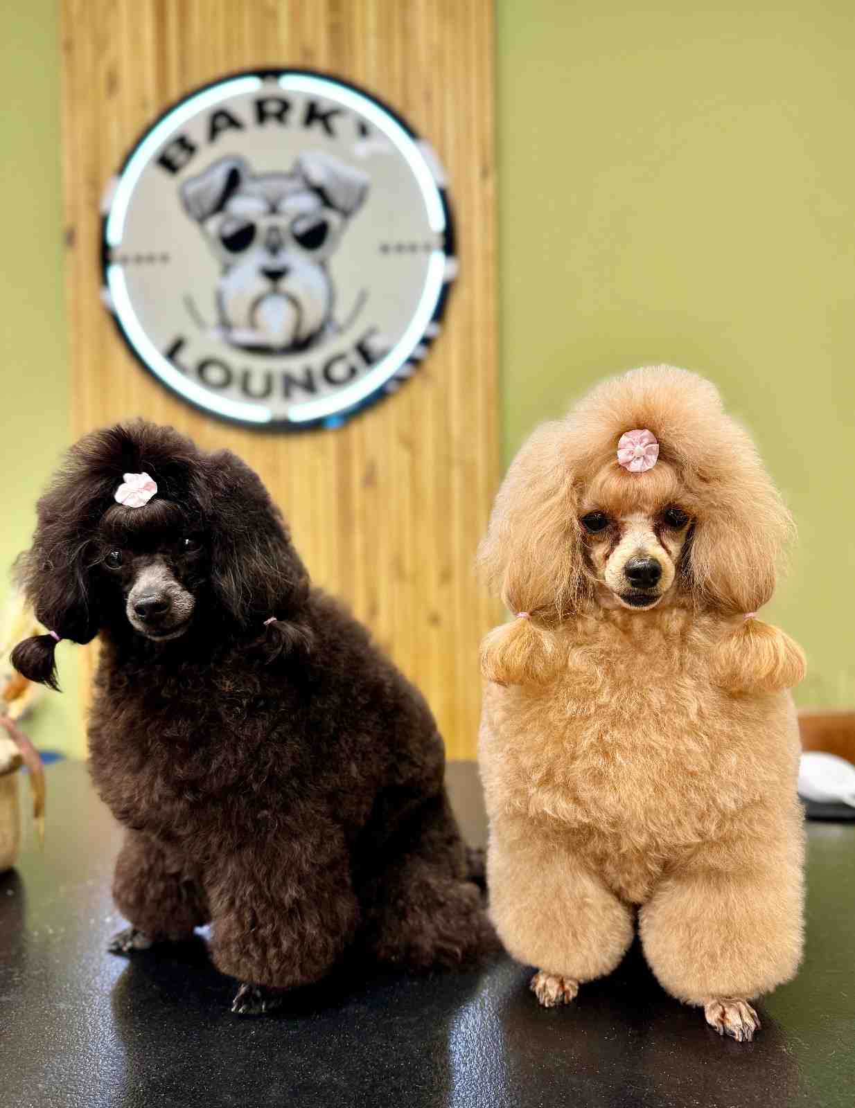 Barky Lounge