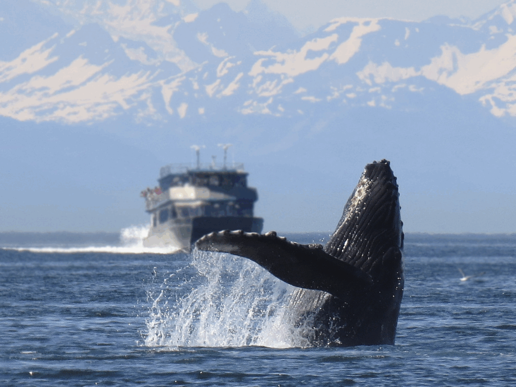 FullTide Ocean Safaris