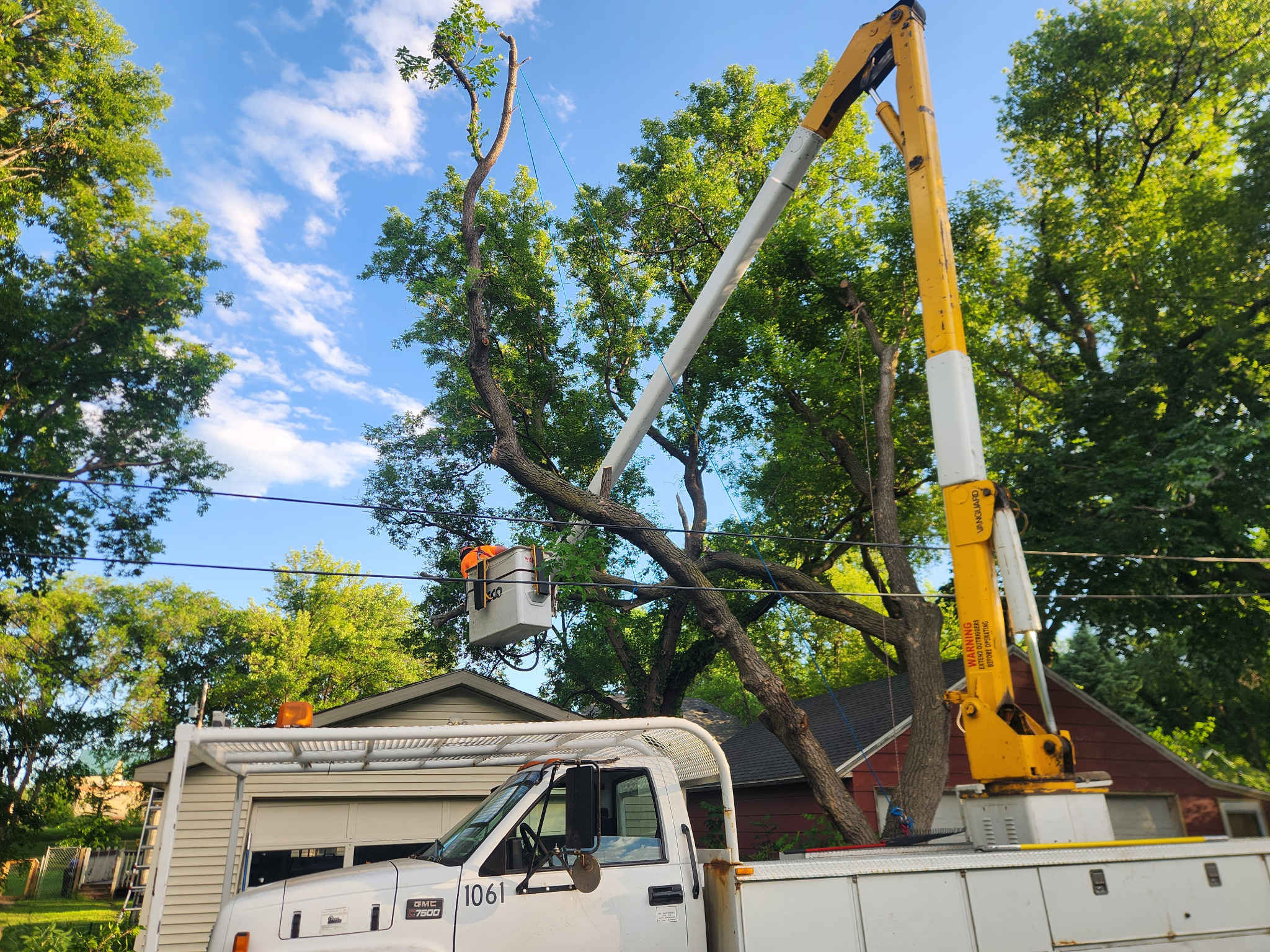 FM Tree Care