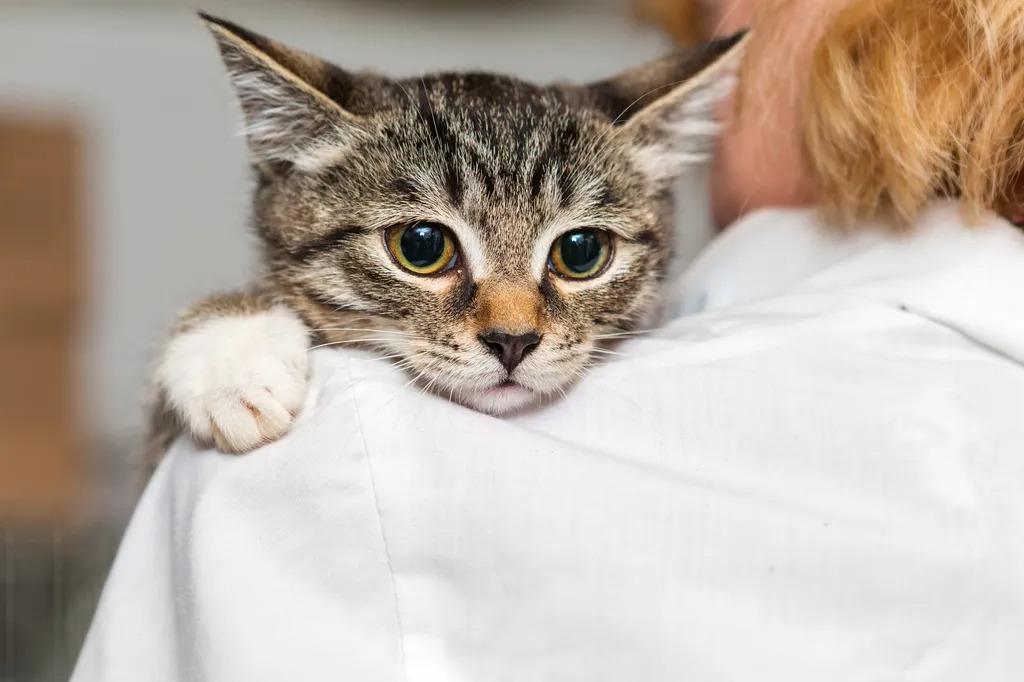 Cats Only Veterinary Hospital