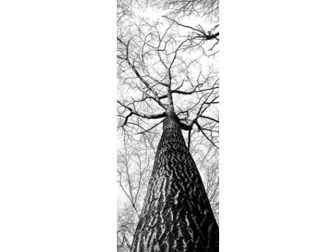 A Touch of Class Tree Service Inc.