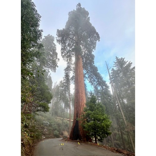 Seargeant Landscape & Arboriculture