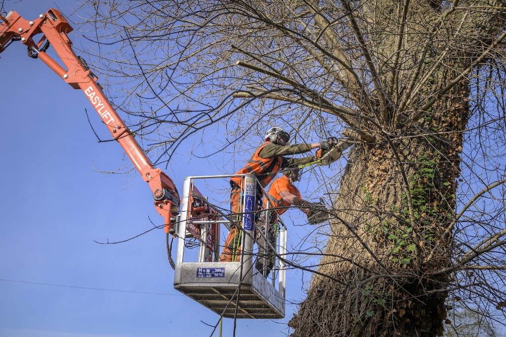 Oxleas Tree Care Ltd