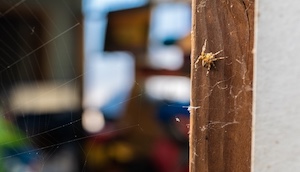 Buzz Kill Pest Control