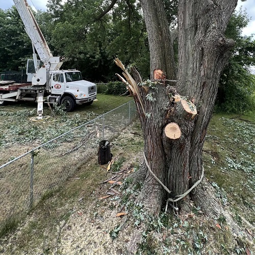 Big Chipper Tree Service