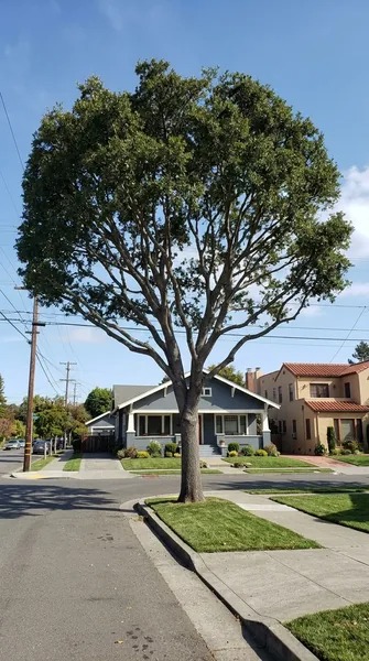 Tree Removal Berkeley - Tree Service & Certified Arborist