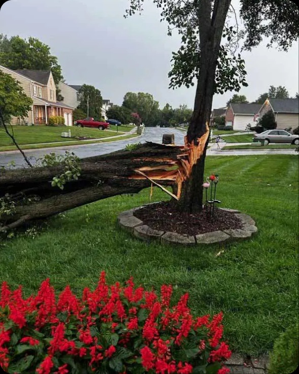 Crass Tree Experts