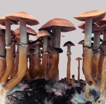 Legiit Shrooms