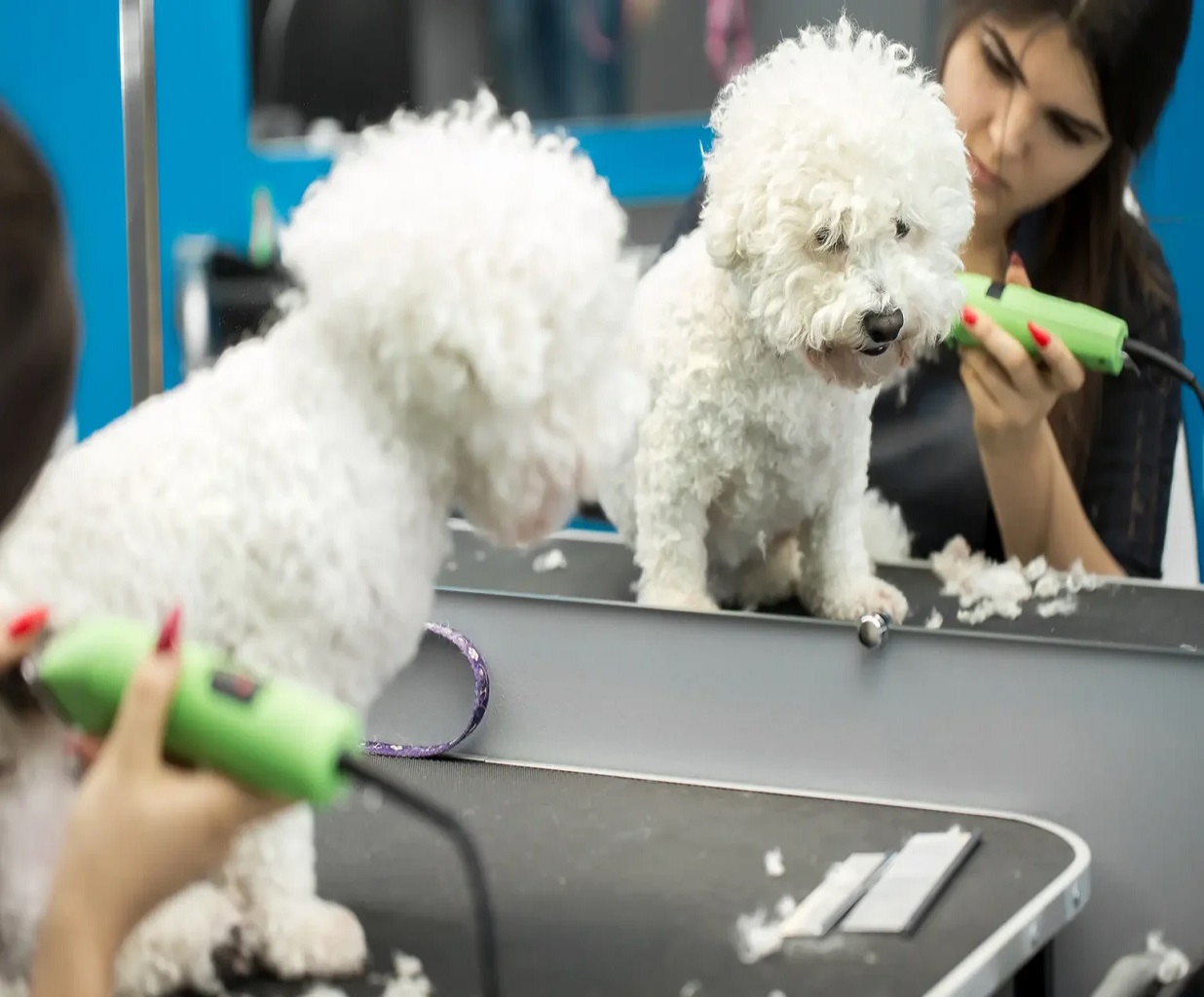 Boujee Mobile Pet Grooming – Fort Myers, Cape Coral & Lehigh Acres