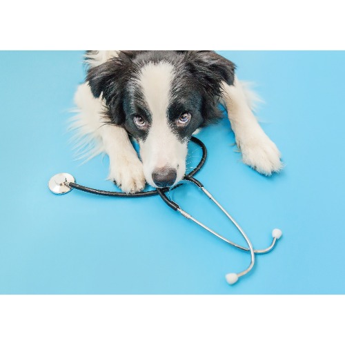 Syler Veterinary Clinic