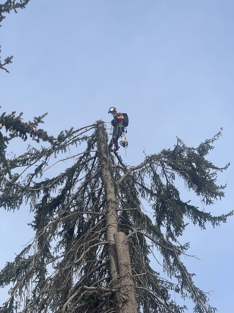 Treeline Forestry