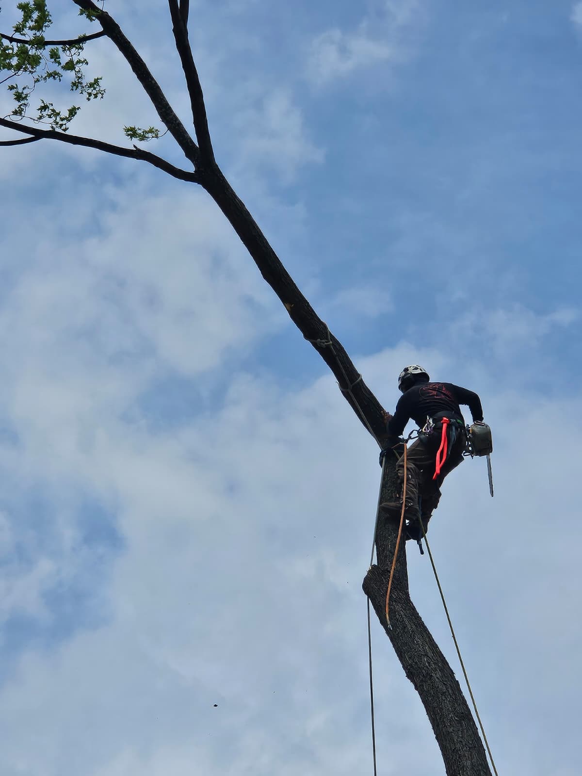 Kz Tree Services