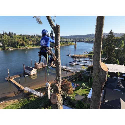 NW Premier Tree Services Portland