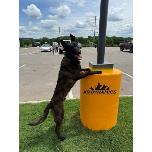K9 Dynamics Dog Training