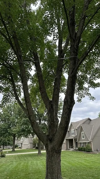 Lee's Summit Tree Service