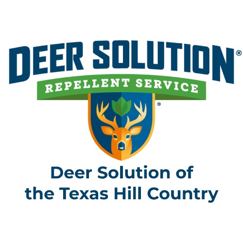 Deer Solution of the Texas Hill Country