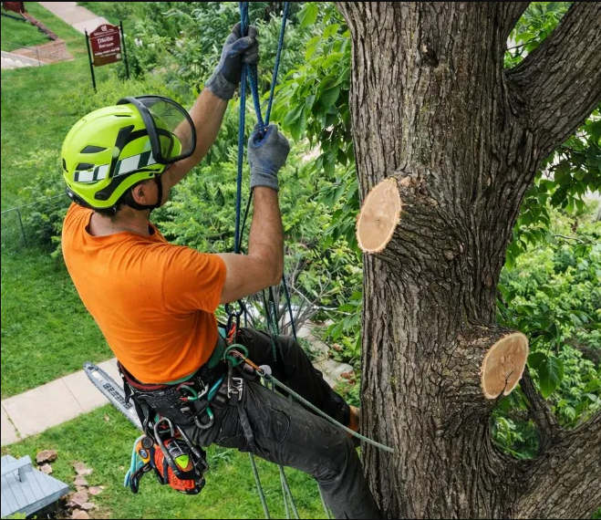 Homestead Tree Pros
